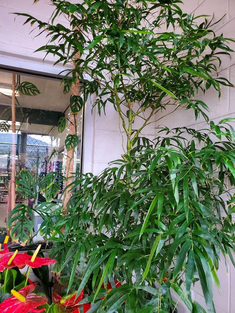Loess Spa, spa in Honolulu, HI, photo 2 of 10
